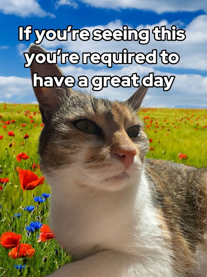 Catscouple-Making-Memes-Mrsmiuki