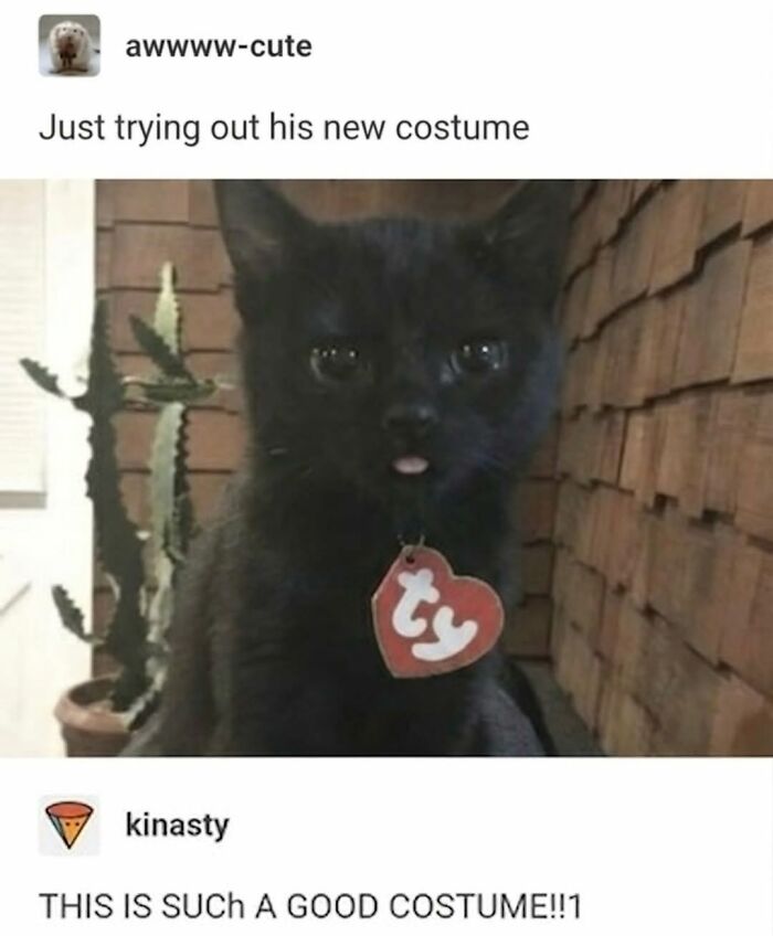 Black cat wearing ty tag costume looks adorable and funny