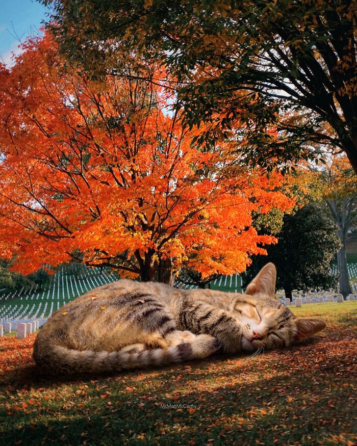 This Artist Imagines A World Where Giant Cats Rule Everything, And Here Are His 30 Newest Surreal Creations