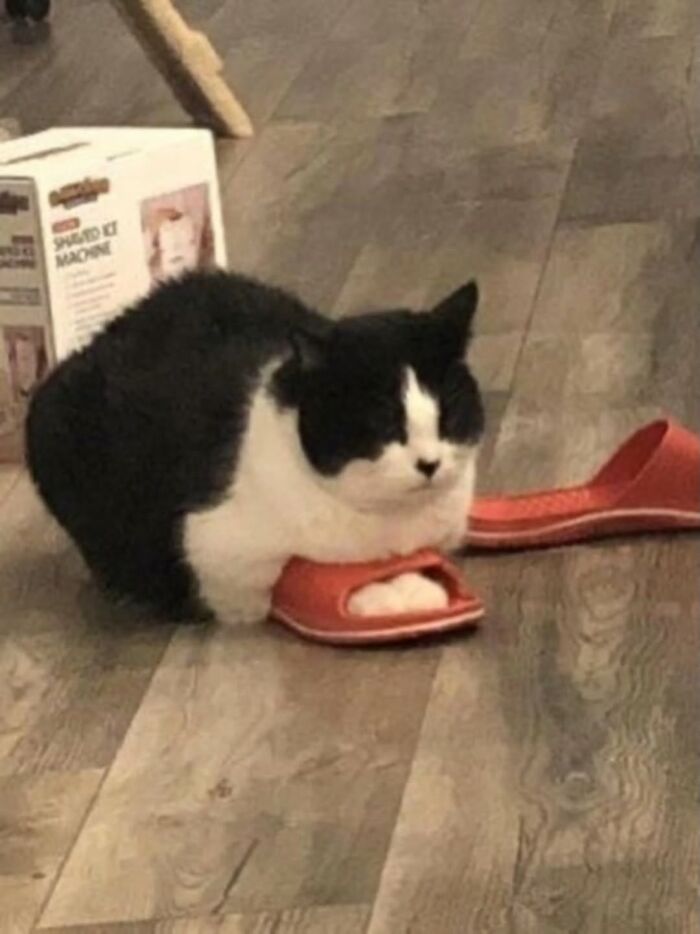 Black and white cat sitting inside a red slipper looking cozy