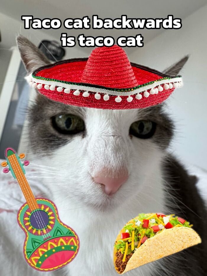 Catscouple-Making-Memes-Mrsmiuki