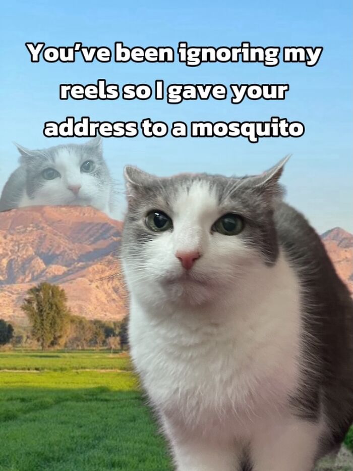 Catscouple-Making-Memes-Mrsmiuki