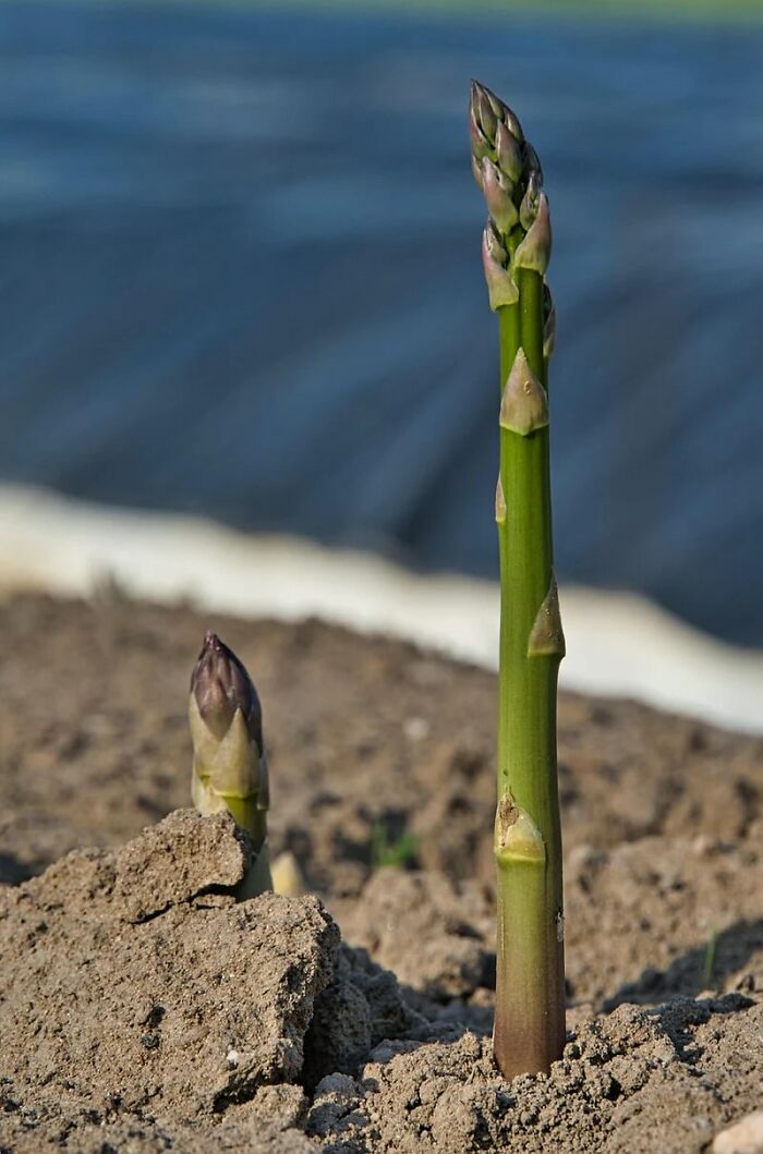 Fresh asparagus spears growing in soil, fresh food facts about vegetables