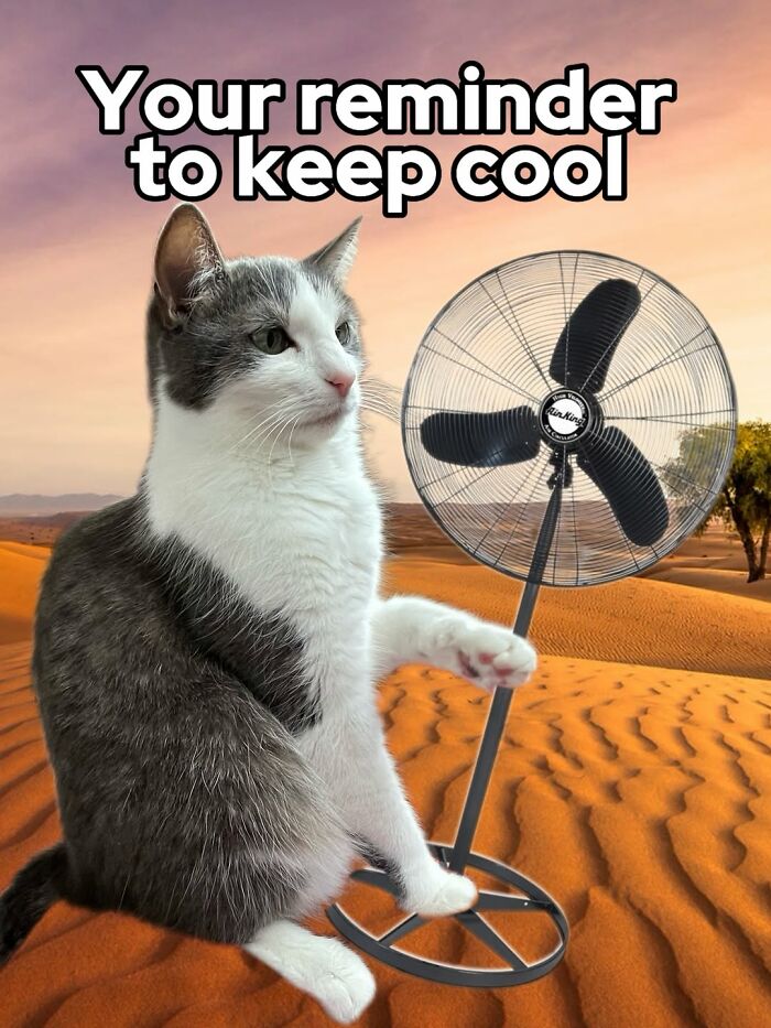 Catscouple-Making-Memes-Mrsmiuki