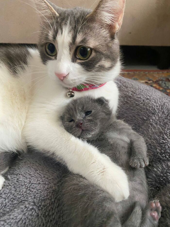 63 Adorable Cat Photos Shared By “Cute Animal Photos To De-Stress” That Are Guaranteed To Brighten Your Day
