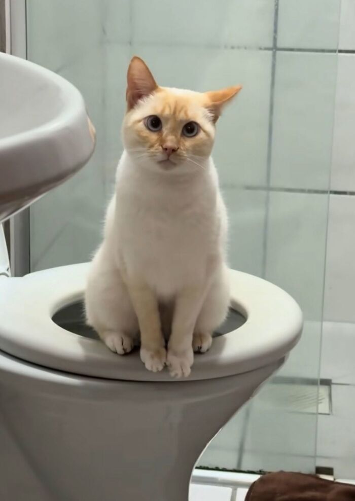 63 Adorable Cat Photos Shared By “Cute Animal Photos To De-Stress” That Are Guaranteed To Brighten Your Day
