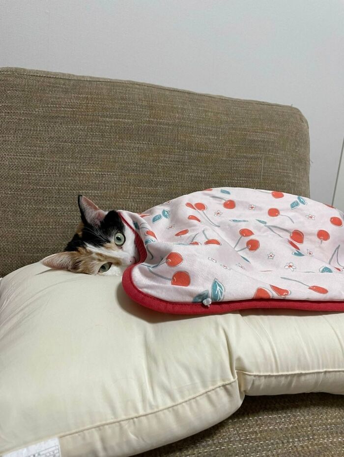 63 Adorable Cat Photos Shared By “Cute Animal Photos To De-Stress” That Are Guaranteed To Brighten Your Day
