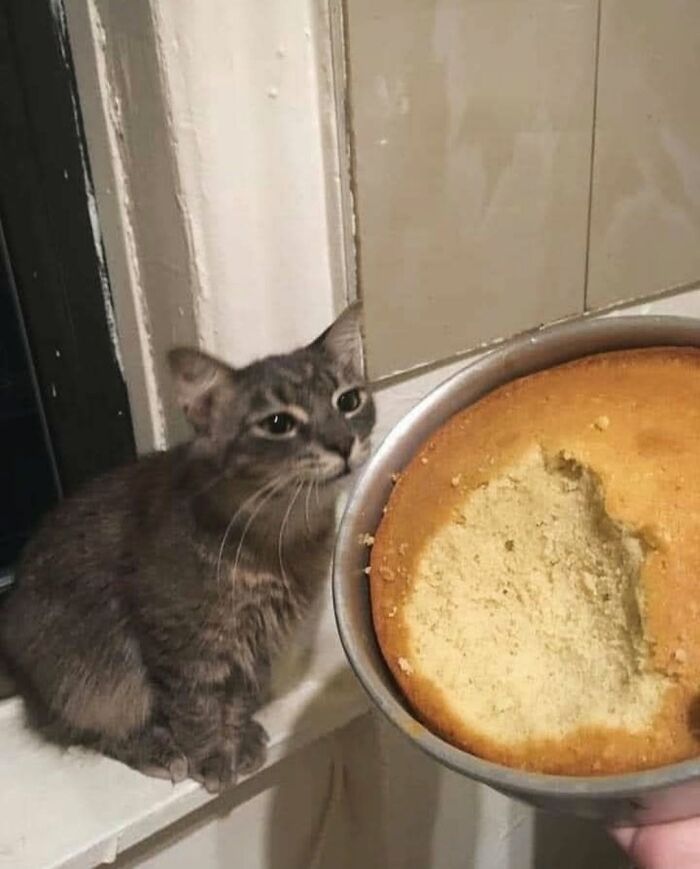 63 Adorable Cat Photos Shared By “Cute Animal Photos To De-Stress” That Are Guaranteed To Brighten Your Day