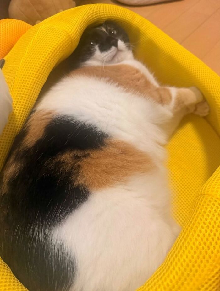 63 Adorable Cat Photos Shared By “Cute Animal Photos To De-Stress” That Are Guaranteed To Brighten Your Day