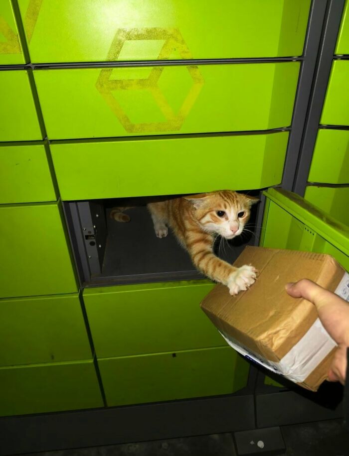 63 Adorable Cat Photos Shared By “Cute Animal Photos To De-Stress” That Are Guaranteed To Brighten Your Day