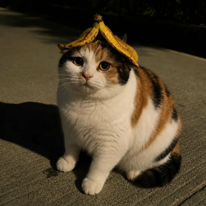Cat wearing banana peel hat sitting on pavement in funny cat meme