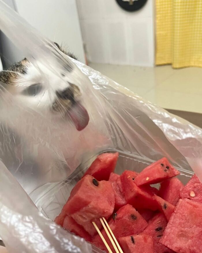 63 Adorable Cat Photos Shared By “Cute Animal Photos To De-Stress” That Are Guaranteed To Brighten Your Day