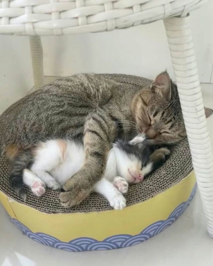 63 Adorable Cat Photos Shared By “Cute Animal Photos To De-Stress” That Are Guaranteed To Brighten Your Day
