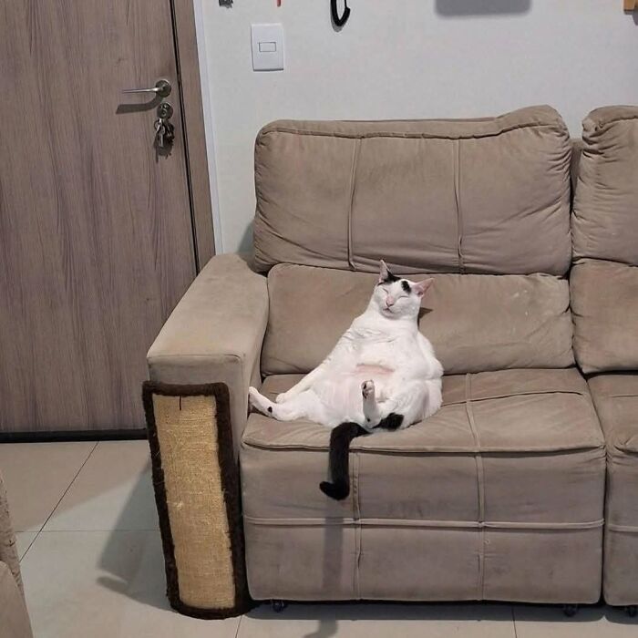 63 Adorable Cat Photos Shared By “Cute Animal Photos To De-Stress” That Are Guaranteed To Brighten Your Day