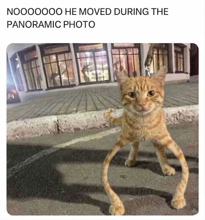 Funny cat meme with distorted legs from panoramic photo showing cat moving