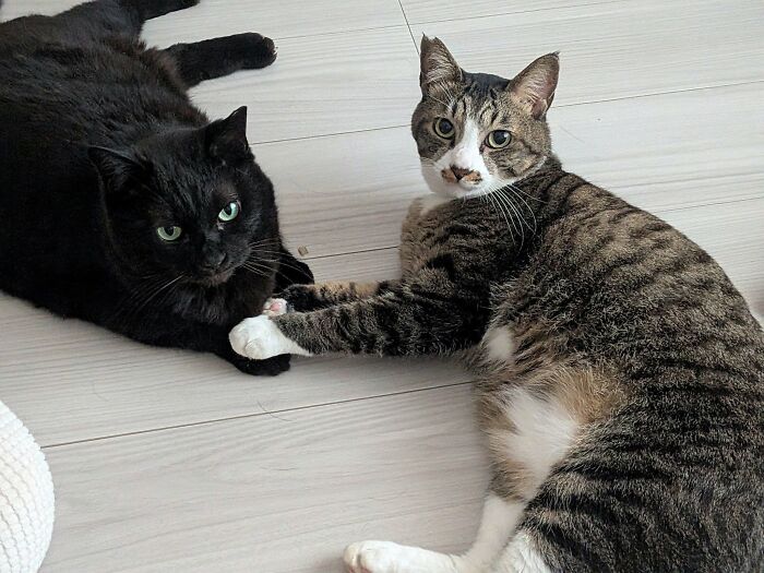 63 Adorable Cat Photos Shared By “Cute Animal Photos To De-Stress” That Are Guaranteed To Brighten Your Day
