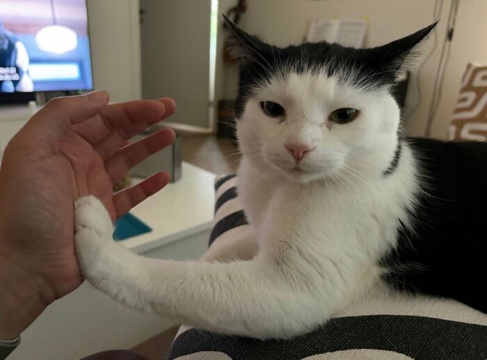 63 Adorable Cat Photos Shared By “Cute Animal Photos To De-Stress” That Are Guaranteed To Brighten Your Day