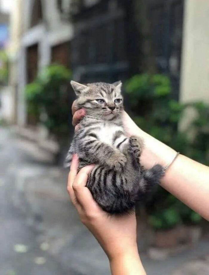 63 Adorable Cat Photos Shared By “Cute Animal Photos To De-Stress” That Are Guaranteed To Brighten Your Day