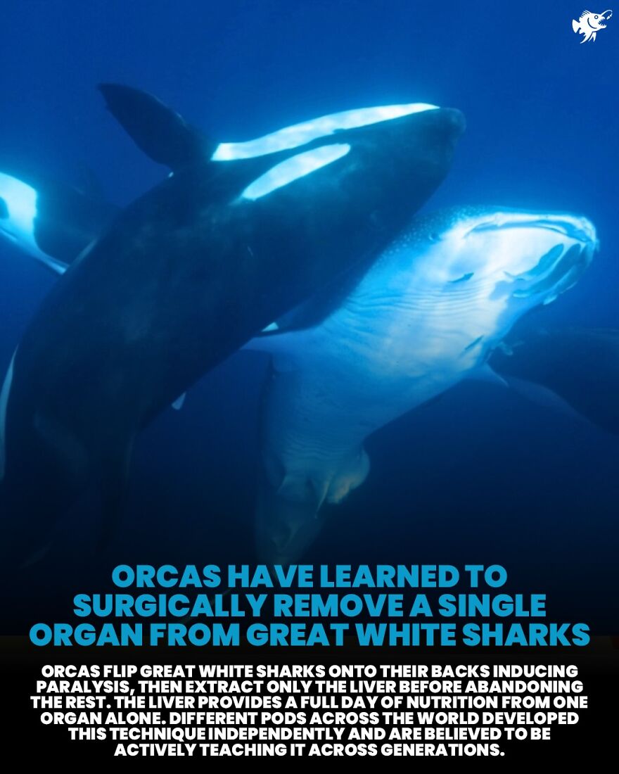 Orcas surgically remove liver from great white sharks for nutrition and teach technique across generations