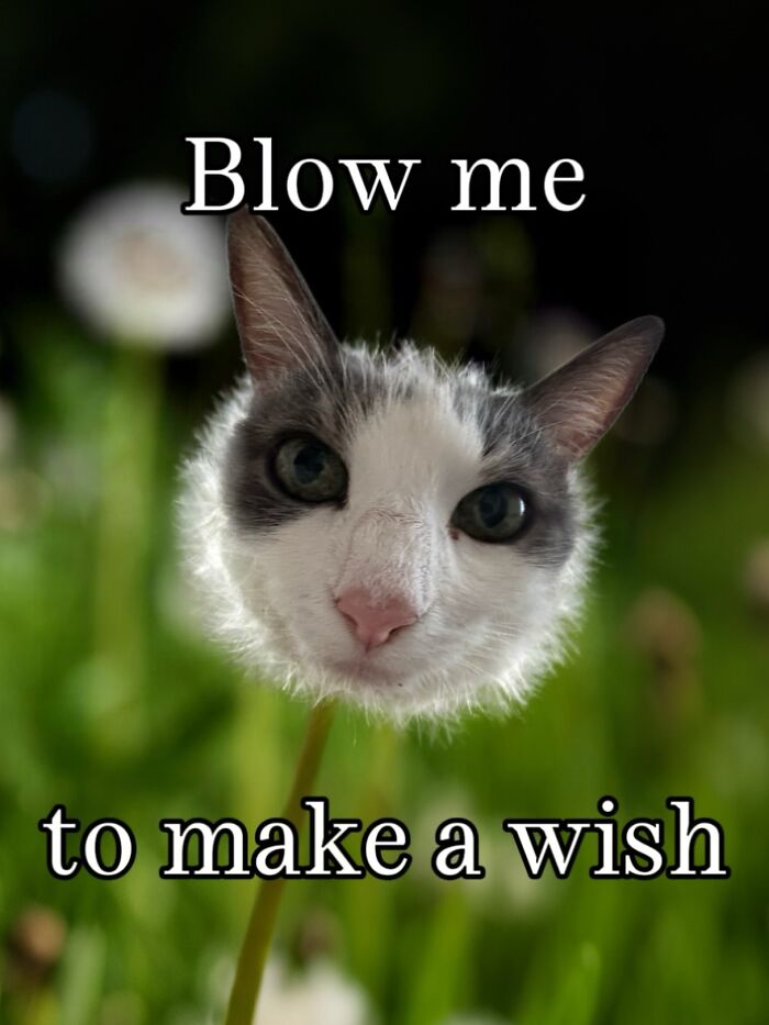 Catscouple-Making-Memes-Mrsmiuki