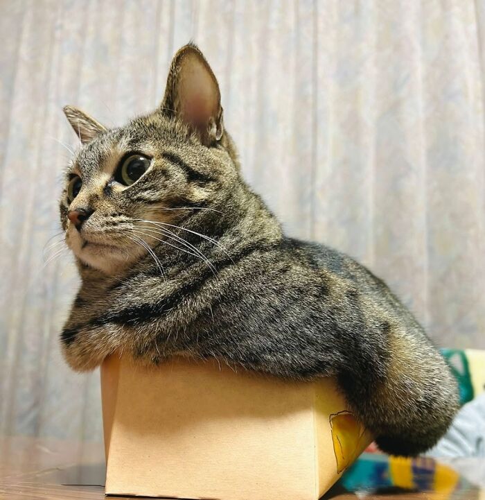 63 Adorable Cat Photos Shared By “Cute Animal Photos To De-Stress” That Are Guaranteed To Brighten Your Day