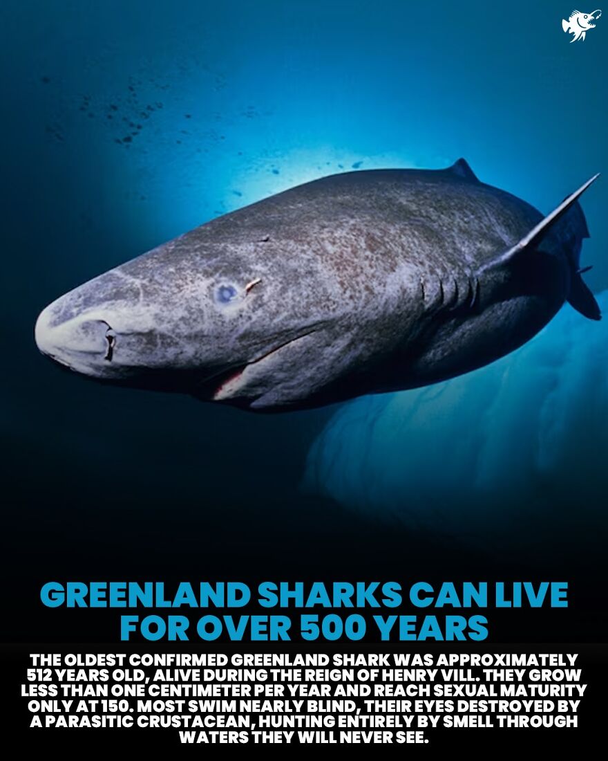 Greenland sharks live over 500 years, grow slowly and hunt using smell with nearly blind eyes