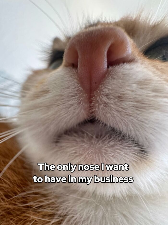 Catscouple-Making-Memes-Mrsmiuki
