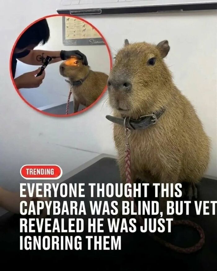 25 Funny And Wholesome Capybara Stories Shared By This Page That Prove These Giant Rodents Are The Internet’s Favorite Animals