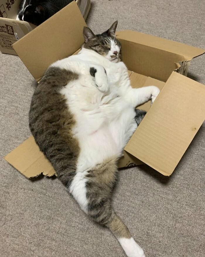 63 Adorable Cat Photos Shared By “Cute Animal Photos To De-Stress” That Are Guaranteed To Brighten Your Day