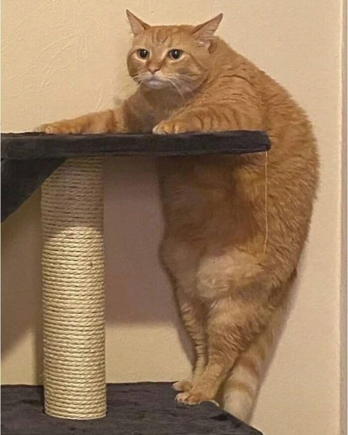 63 Adorable Cat Photos Shared By “Cute Animal Photos To De-Stress” That Are Guaranteed To Brighten Your Day