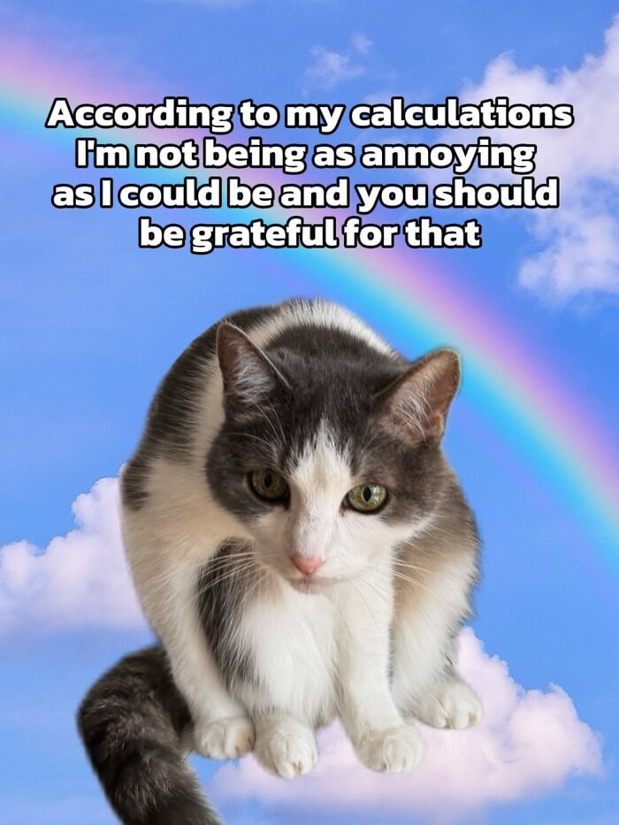 Catscouple-Making-Memes-Mrsmiuki