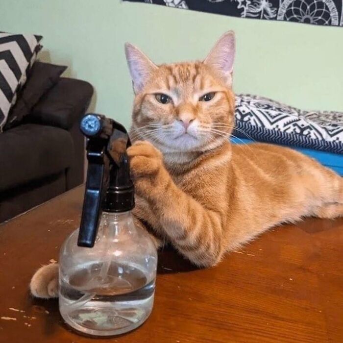 63 Adorable Cat Photos Shared By “Cute Animal Photos To De-Stress” That Are Guaranteed To Brighten Your Day