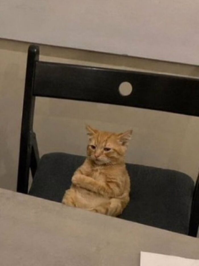 63 Adorable Cat Photos Shared By “Cute Animal Photos To De-Stress” That Are Guaranteed To Brighten Your Day