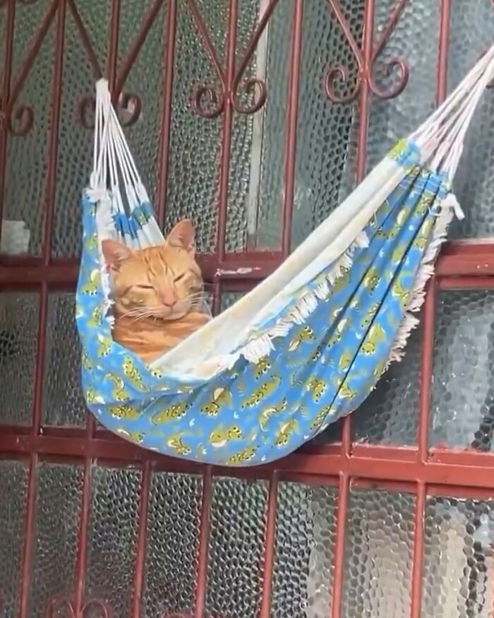 63 Adorable Cat Photos Shared By “Cute Animal Photos To De-Stress” That Are Guaranteed To Brighten Your Day