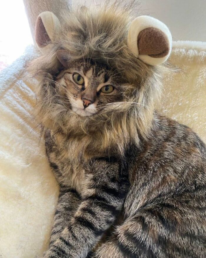 63 Adorable Cat Photos Shared By “Cute Animal Photos To De-Stress” That Are Guaranteed To Brighten Your Day