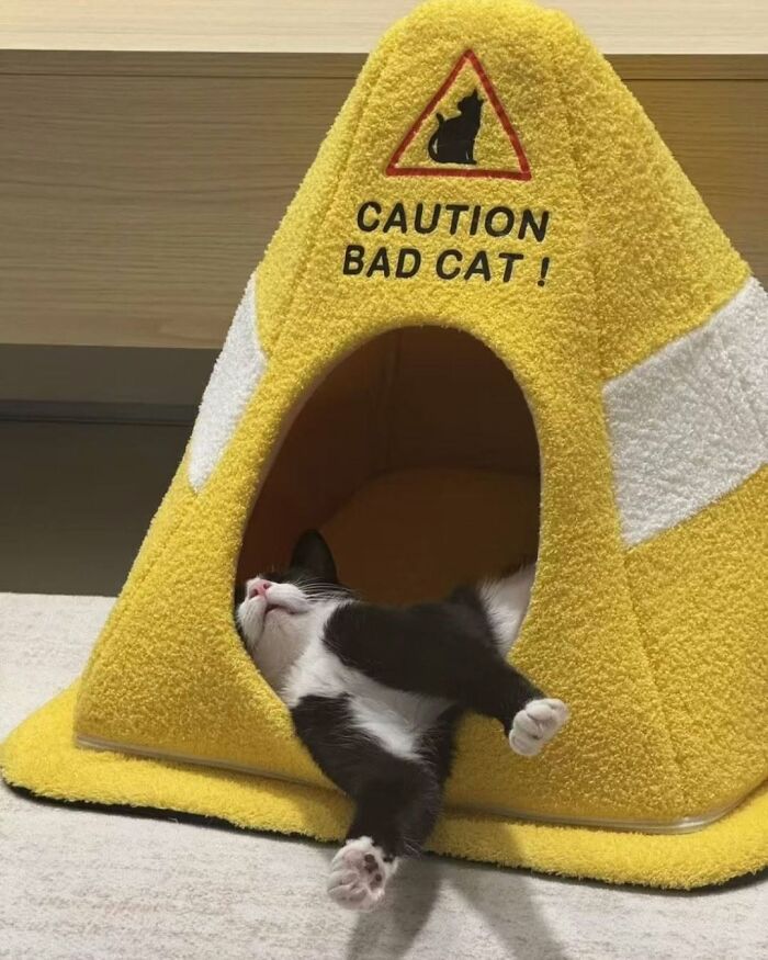 63 Adorable Cat Photos Shared By “Cute Animal Photos To De-Stress” That Are Guaranteed To Brighten Your Day