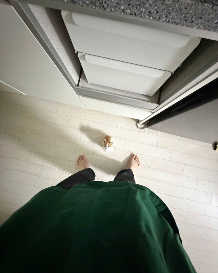 63 Adorable Cat Photos Shared By “Cute Animal Photos To De-Stress” That Are Guaranteed To Brighten Your Day