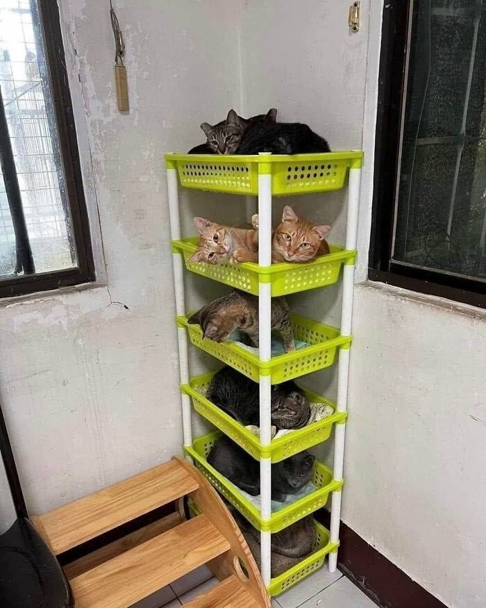 63 Adorable Cat Photos Shared By “Cute Animal Photos To De-Stress” That Are Guaranteed To Brighten Your Day