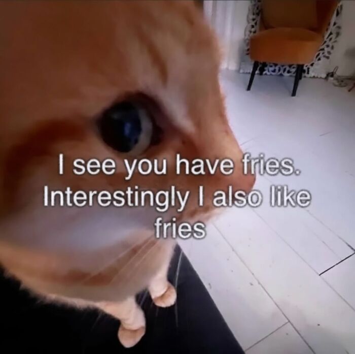 Close-up funny cat meme about liking fries