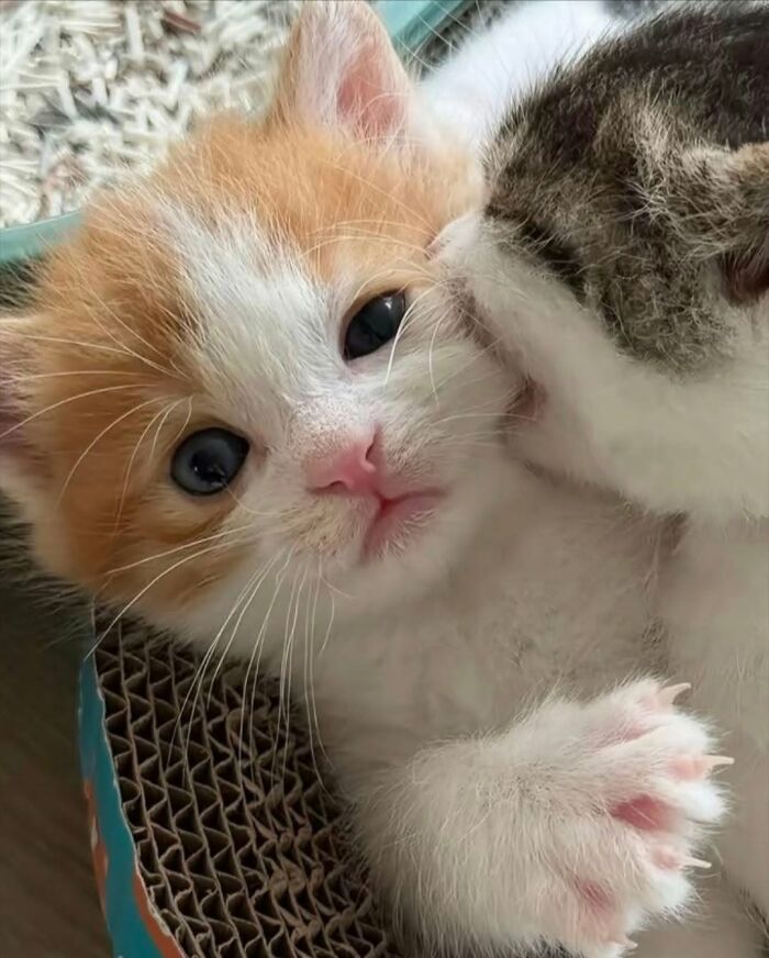 63 Adorable Cat Photos Shared By “Cute Animal Photos To De-Stress” That Are Guaranteed To Brighten Your Day