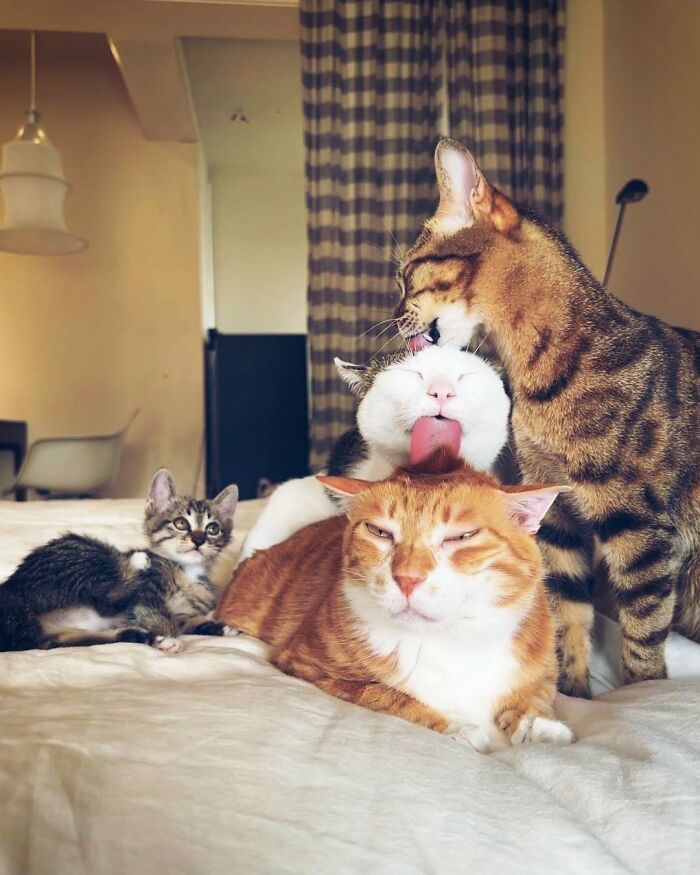63 Adorable Cat Photos Shared By “Cute Animal Photos To De-Stress” That Are Guaranteed To Brighten Your Day