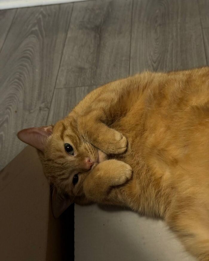 63 Adorable Cat Photos Shared By “Cute Animal Photos To De-Stress” That Are Guaranteed To Brighten Your Day