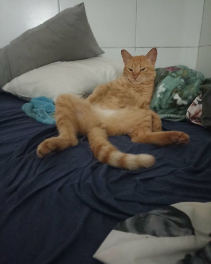 63 Adorable Cat Photos Shared By “Cute Animal Photos To De-Stress” That Are Guaranteed To Brighten Your Day