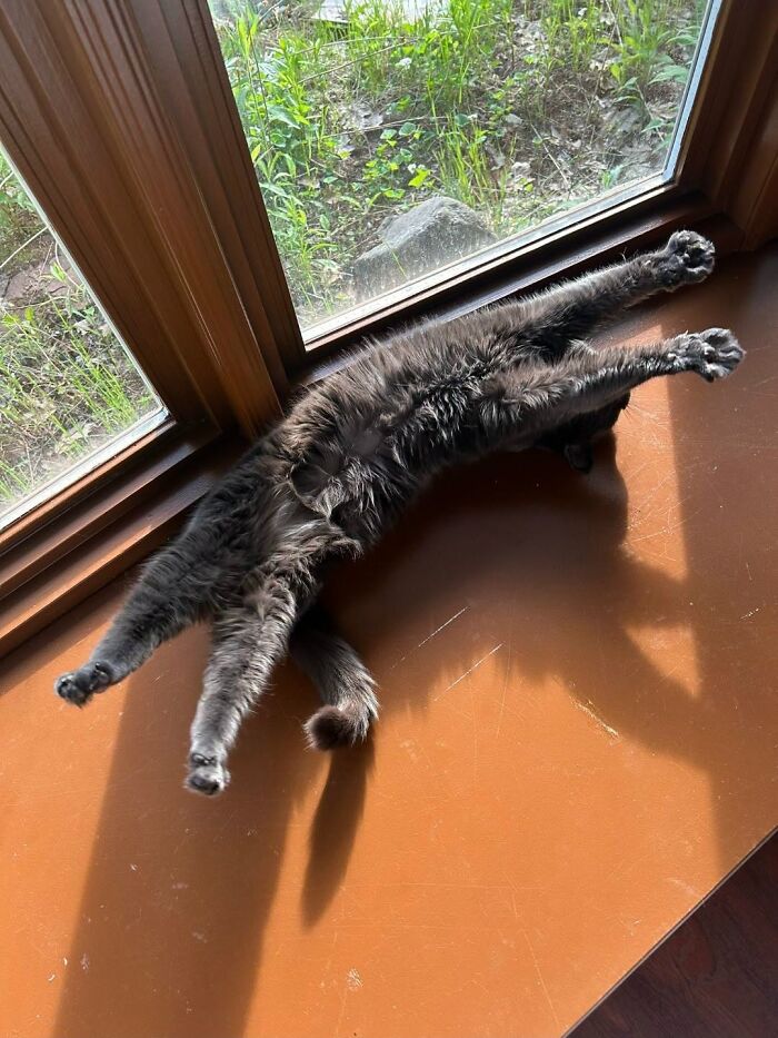 63 Adorable Cat Photos Shared By “Cute Animal Photos To De-Stress” That Are Guaranteed To Brighten Your Day