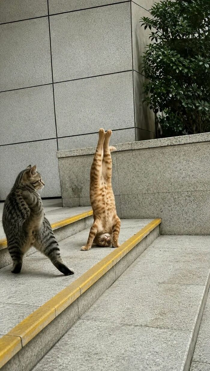63 Adorable Cat Photos Shared By “Cute Animal Photos To De-Stress” That Are Guaranteed To Brighten Your Day