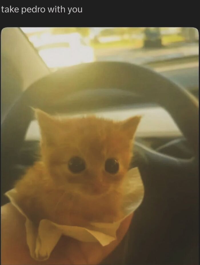 Cute kitten in a car meme captioned take Pedro with you