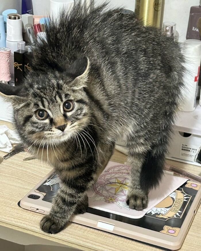 63 Adorable Cat Photos Shared By “Cute Animal Photos To De-Stress” That Are Guaranteed To Brighten Your Day