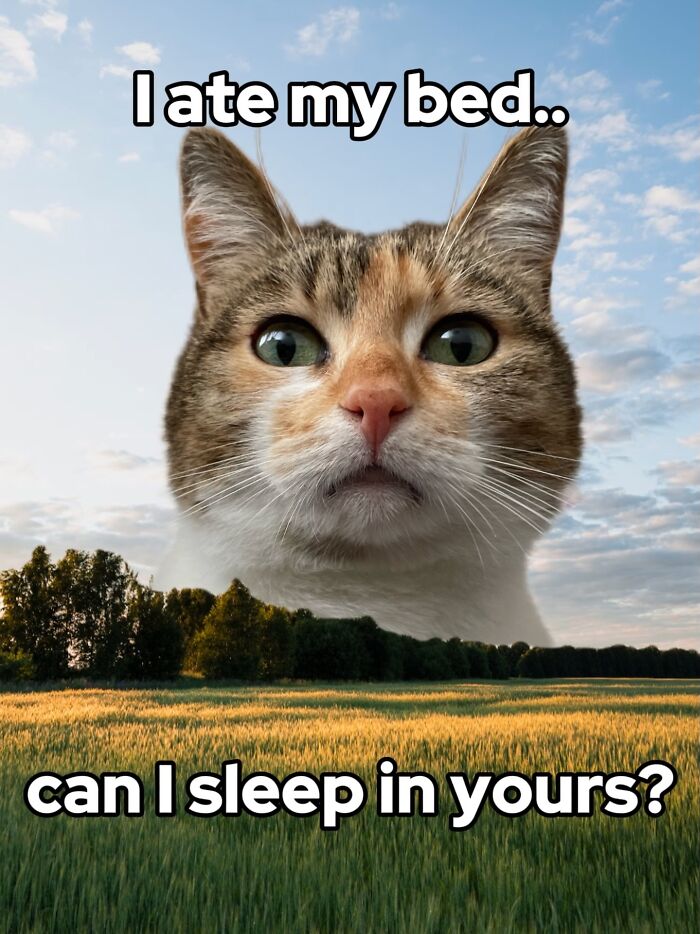 Catscouple-Making-Memes-Mrsmiuki