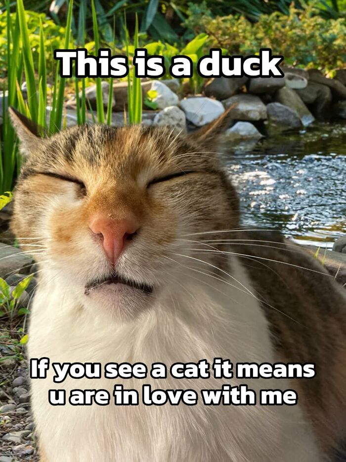 Catscouple-Making-Memes-Mrsmiuki