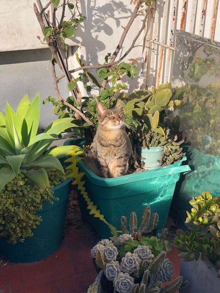 63 Adorable Cat Photos Shared By “Cute Animal Photos To De-Stress” That Are Guaranteed To Brighten Your Day